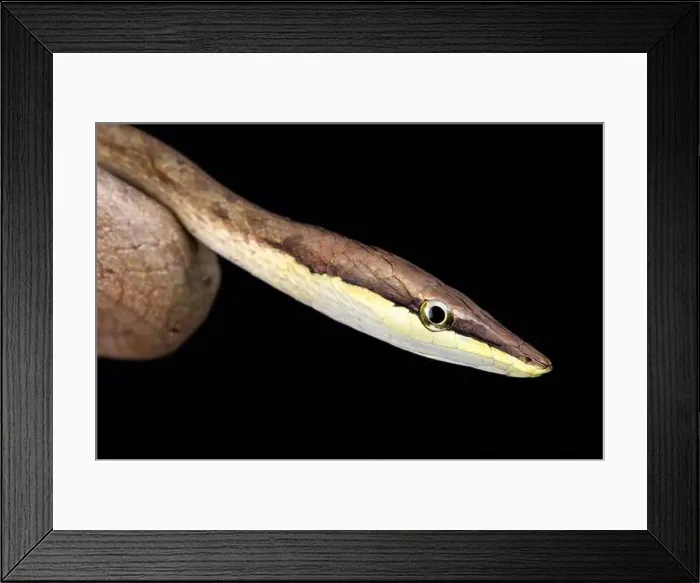 Framed Print : Brown vinesnake (Oxybelis aeneus)