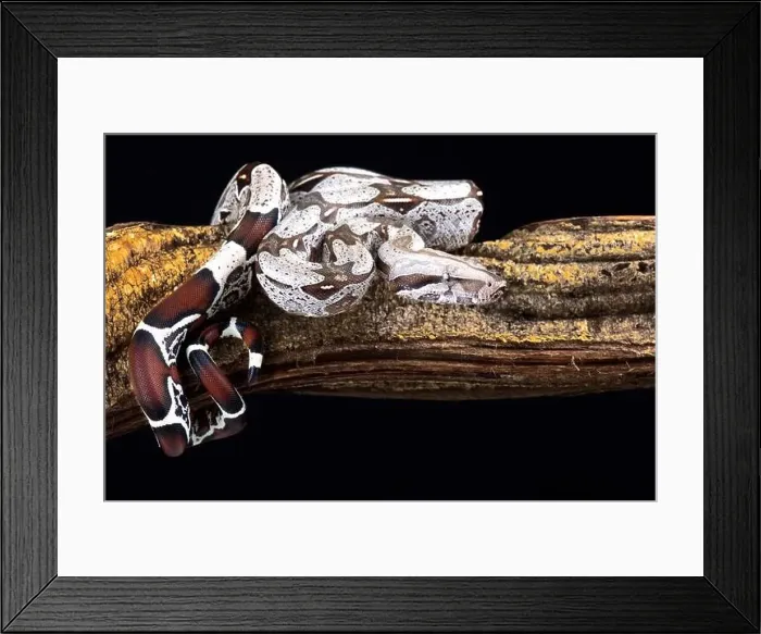 Framed Print : Boa constrictor (Boa constrictor constrictor) Suriname locality Framed Print : Boa constrictor (Boa constrictor constrictor) Suriname locality