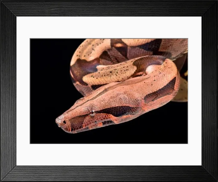 Framed Print : Boa constrictor (Boa constrictor constrictor) Framed Print : Boa constrictor (Boa constrictor constrictor)