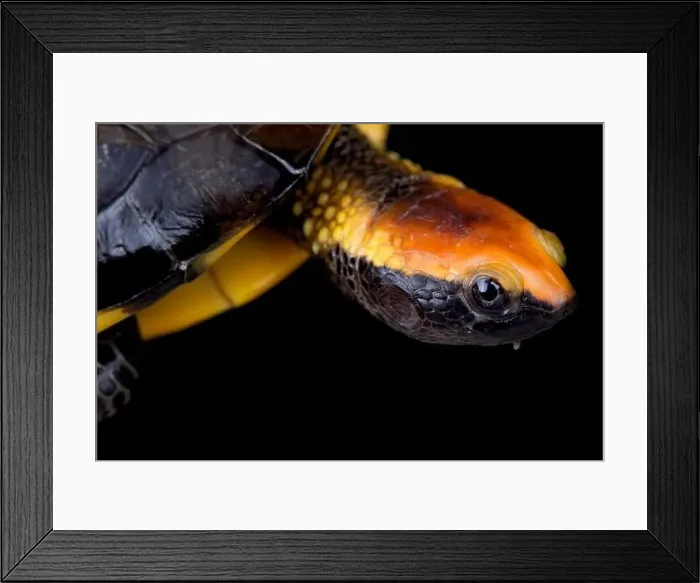 Framed Print : Twist-necked turtle (Platemys platycephala) Framed Print : Twist-necked turtle (Platemys platycephala)