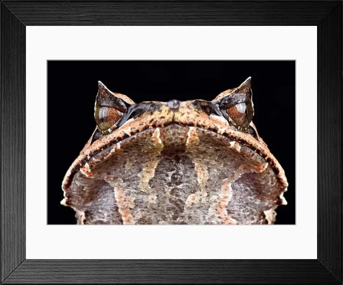 Framed Print : Asian horned frog (Megophrys montana) Framed Print : Asian horned frog (Megophrys montana)