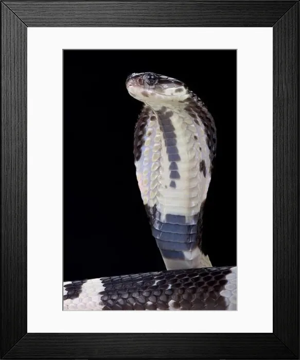 Framed Print : Black and white spitting cobra (Naja siamensis) Framed Print : Black and white spitting cobra (Naja siamensis)