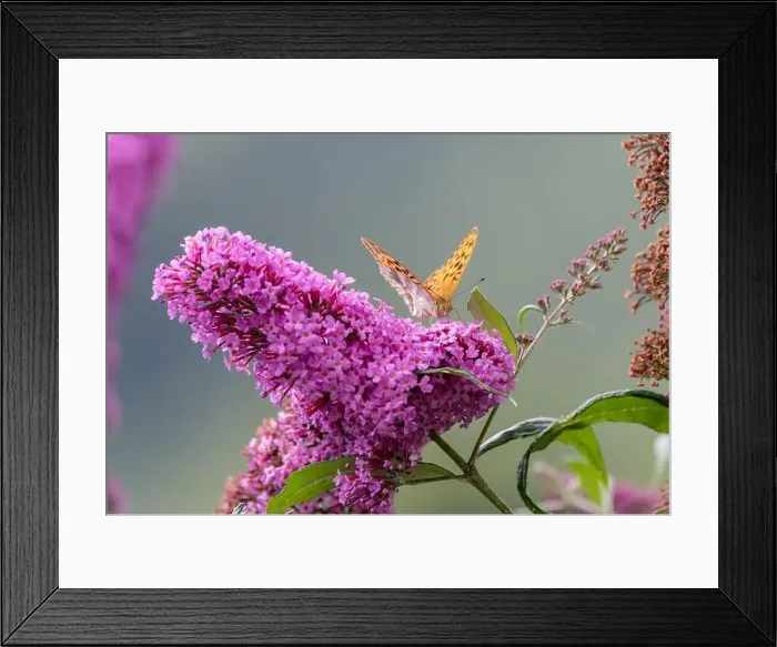 Framed Print : Outdoor summer / spring color macro of a single Quail Wheat Fritillary butterfly sitting on a violet lilac blossom Framed Print : Outdoor summer / spring color macro of a single Quail Wheat Fritillary butterfly sitting on a violet lilac blossom