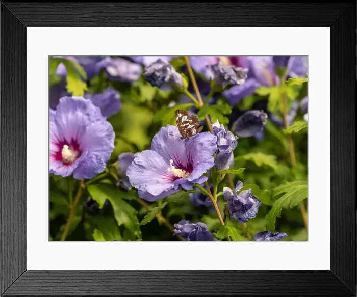 Framed Print : Color outdoor close up macro image of a single isolated white admiral butterfly with proboscis sitting on the petal of Framed Print : Color outdoor close up macro image of a single isolated white admiral butterfly with proboscis sitting on the petal of