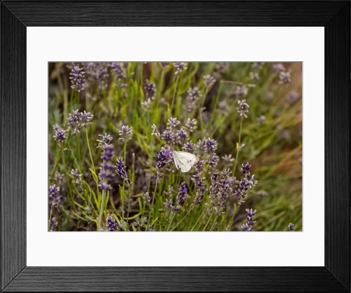Framed Print : Outdoor spring / summer color portrait of a single white pieris rapae Framed Print : Outdoor spring / summer color portrait of a single white pieris rapae