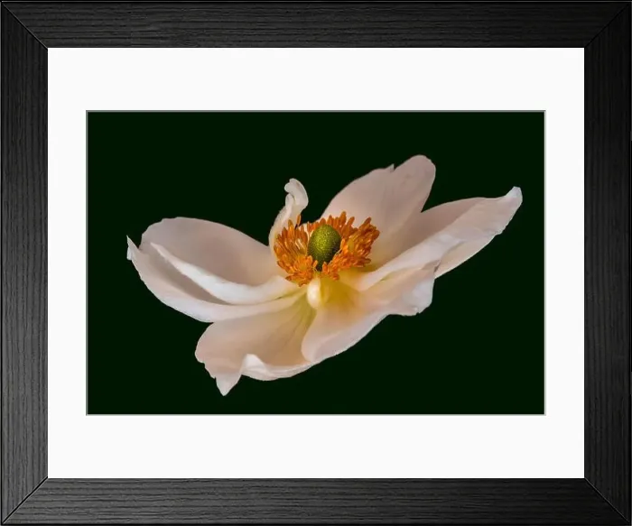 Framed Print : Fine art still life floral color macro image of a single isolated white autumn anemone blossom Framed Print : Fine art still life floral color macro image of a single isolated white autumn anemone blossom