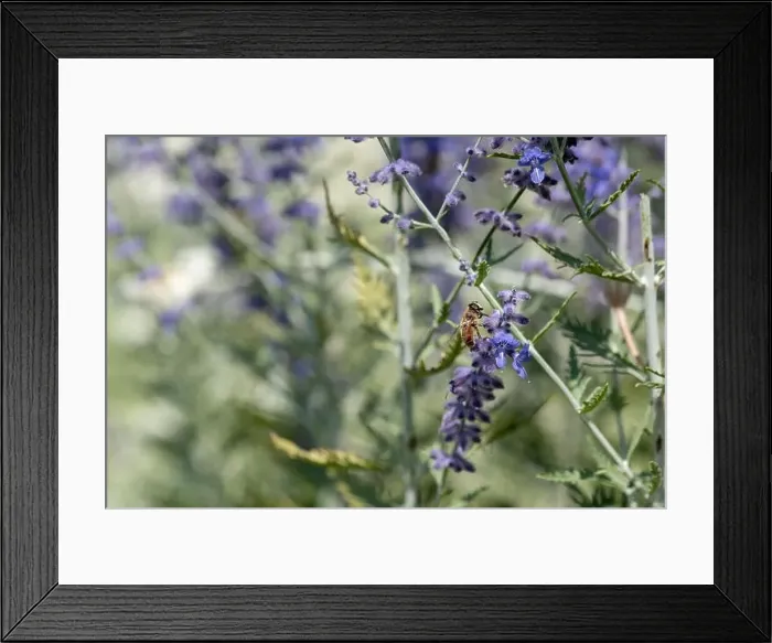 Framed Print : Color outdoor floral image of a perovskia / russian sage / blue spire blossom with a bee on it Framed Print : Color outdoor floral image of a perovskia / russian sage / blue spire blossom with a bee on it