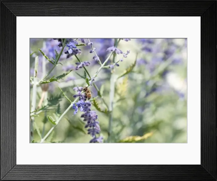 Framed Print : Color outdoor floral image of a perovskia / russian sage / blue spire blossom with a bee on it Framed Print : Color outdoor floral image of a perovskia / russian sage / blue spire blossom with a bee on it
