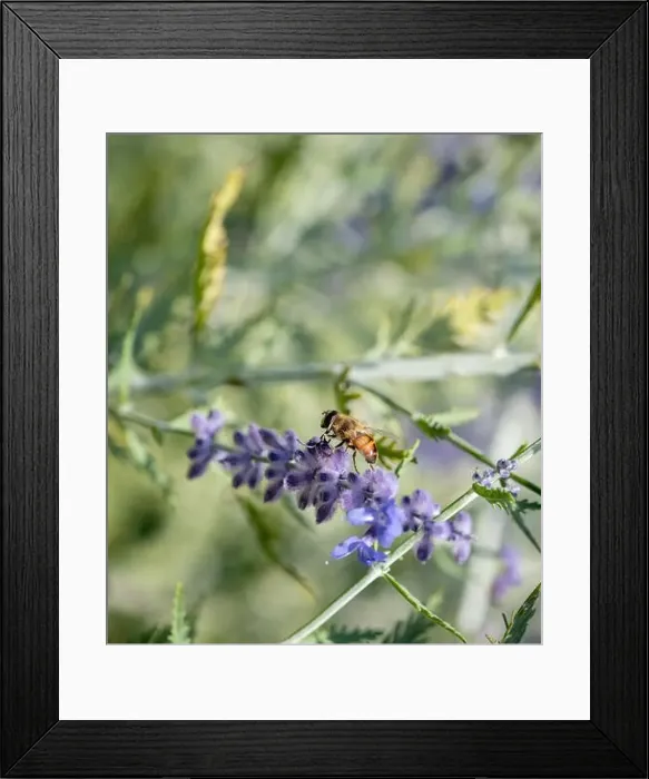 Framed Print : Color outdoor floral image of a perovskia / russian sage / blue spire blossom with a bee on it Framed Print : Color outdoor floral image of a perovskia / russian sage / blue spire blossom with a bee on it