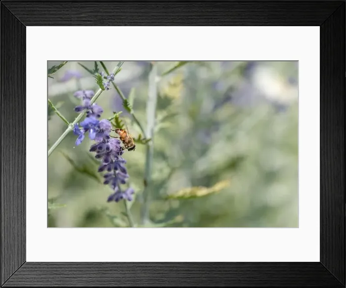 Framed Print : Color outdoor floral image of a perovskia / russian sage / blue spire blossom with a bee on it Framed Print : Color outdoor floral image of a perovskia / russian sage / blue spire blossom with a bee on it