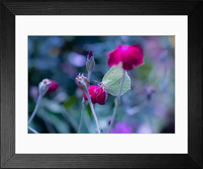 Framed Print : Outdoor bright color macro of a single yellow green brimstone butterfly sitting on an red crown campion blossom
