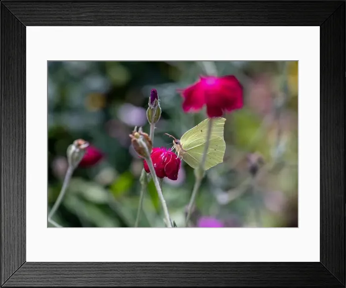 Framed Print : Outdoor bright color macro photo of a single yellow brimstone butterfly sitting on an red crown campion blossom with