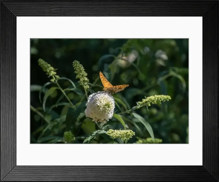 Framed Print : Outdoor summer / spring color macro of a single Quail Wheat Fritillary butterfly sitting on a white lilac blossom Framed Print : Outdoor summer / spring color macro of a single Quail Wheat Fritillary butterfly sitting on a white lilac blossom