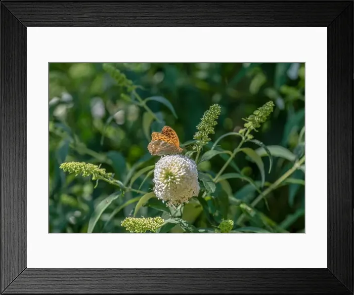 Framed Print : Outdoor summer / spring color macro of a single Quail Wheat Fritillary butterfly sitting on a white lilac blossom Framed Print : Outdoor summer / spring color macro of a single Quail Wheat Fritillary butterfly sitting on a white lilac blossom