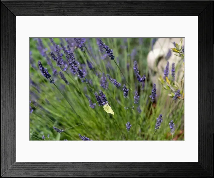 Framed Print : Outdoor color macro of a single isolated green yellow brimstone butterfly sitting on a lavender blossom Framed Print : Outdoor color macro of a single isolated green yellow brimstone butterfly sitting on a lavender blossom