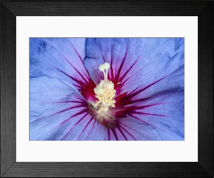 Framed Print : Floral color macro image of the inner of a a single isolated wide open blue violet red hibiscus blossom with detailed Framed Print : Floral color macro image of the inner of a a single isolated wide open blue violet red hibiscus blossom with detailed