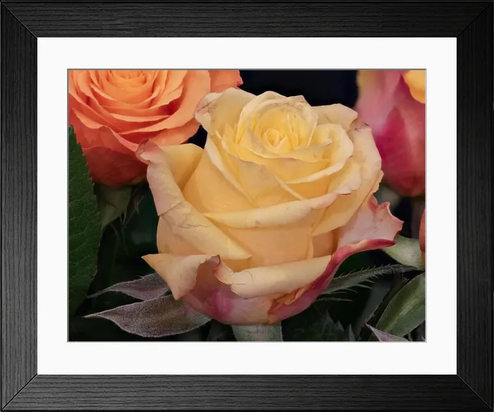 Framed Print : Vibrant still life floral macro of a yellow red rose blossom in a colorful bouquet with green leaves on black Framed Print : Vibrant still life floral macro of a yellow red rose blossom in a colorful bouquet with green leaves on black