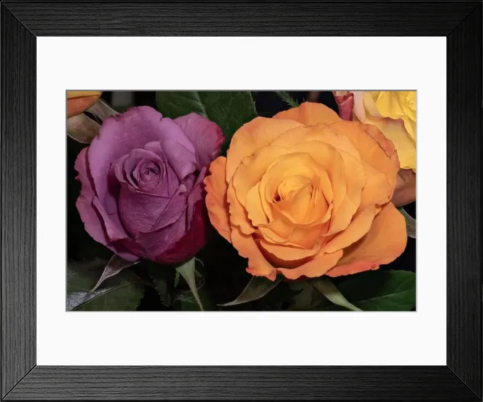 Framed Print : Vibrant still life floral macro of a yellow red rose blossom in a colorful bouquet with green leaves on black Framed Print : Vibrant still life floral macro of a yellow red rose blossom in a colorful bouquet with green leaves on black