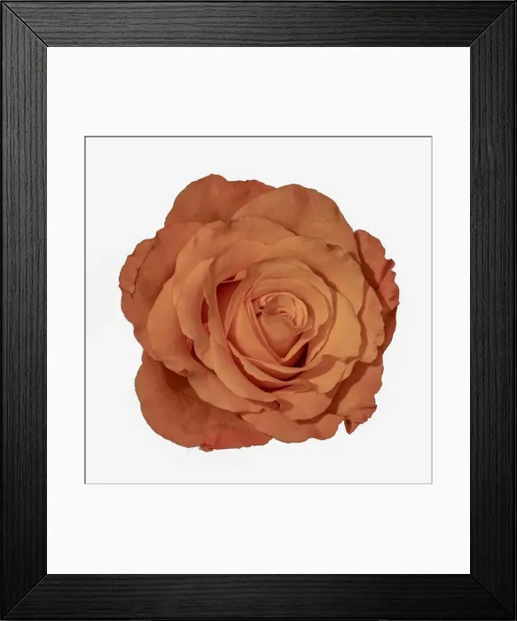 Framed Print : Colorful fine art still life bright macro of a single isolated orange rose blossom with detailed texture on white Framed Print : Colorful fine art still life bright macro of a single isolated orange rose blossom with detailed texture on white