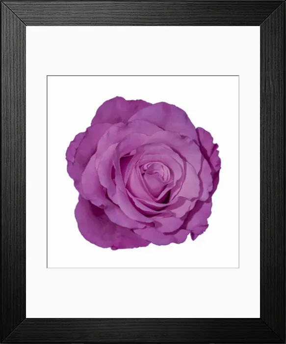 Framed Print : Colorful fine art still life bright macro of a single isolated violet rose blossom on white background seen from the top Framed Print : Colorful fine art still life bright macro of a single isolated violet rose blossom on white background seen from the top