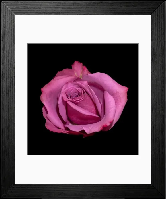 Framed Print : Colorful fine art still life bright macro of a single isolated pink red rose blossom with green leaves on black Framed Print : Colorful fine art still life bright macro of a single isolated pink red rose blossom with green leaves on black