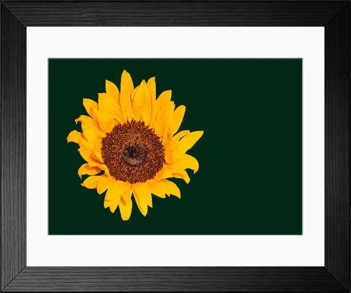Framed Print : Fine art still life color macro image of a single isolated yellow sunflower blossom in bright sunshine with detailed