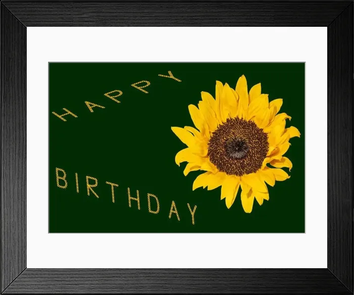 Framed Print : Fine art still life color macro of a single isolated yellow sunflower blossom Framed Print : Fine art still life color macro of a single isolated yellow sunflower blossom