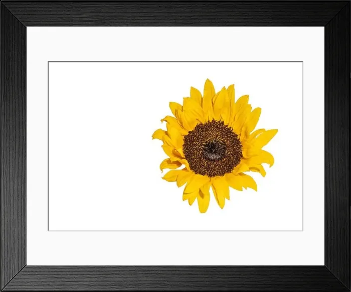 Framed Print : Fine art still life color macro image of a single isolated yellow sunflower blossom in bright sunshine with detailed Framed Print : Fine art still life color macro image of a single isolated yellow sunflower blossom in bright sunshine with detailed