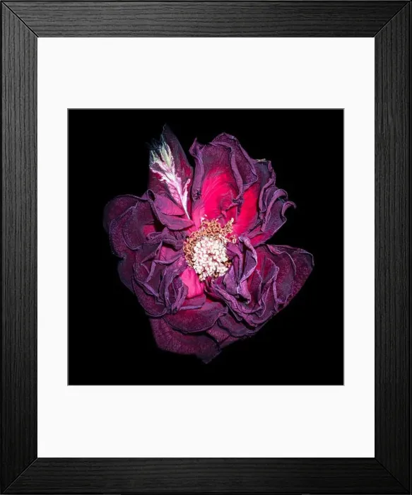 Framed Print : Fine art still life floral close up macro of an aged lush violet purple dark red velvety rose blossom with detailed Framed Print : Fine art still life floral close up macro of an aged lush violet purple dark red velvety rose blossom with detailed