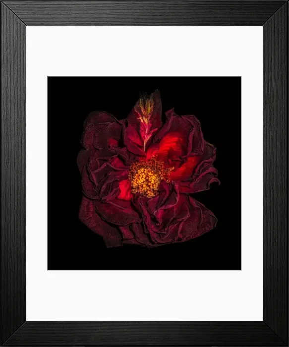 Framed Print : Fine art still life floral close up macro of an aged lush purple dark red velvety rose blossom with detailed texture Framed Print : Fine art still life floral close up macro of an aged lush purple dark red velvety rose blossom with detailed texture