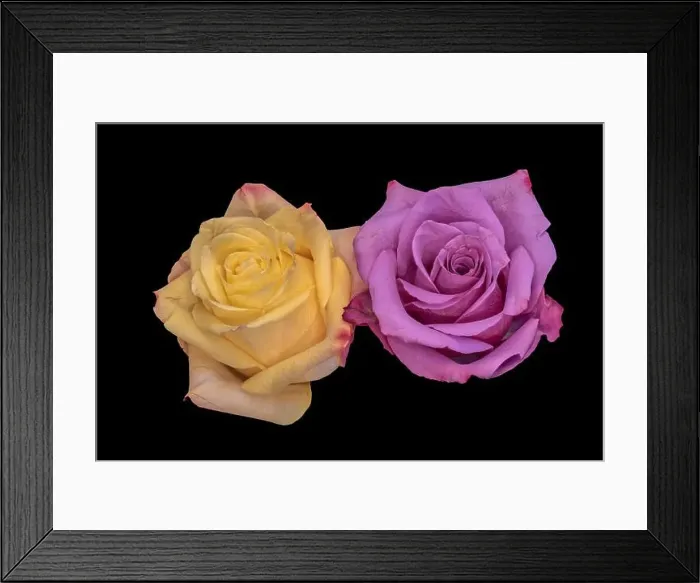 Framed Print : Colorful fine art still life bright floral macro of a pair of isolated yellow pink rose blossoms Framed Print : Colorful fine art still life bright floral macro of a pair of isolated yellow pink rose blossoms