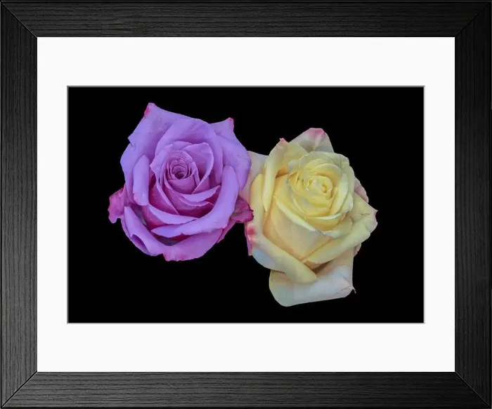 Framed Print : Colorful fine art still life bright floral macro of a pair of isolated yellow violet rose blossoms Framed Print : Colorful fine art still life bright floral macro of a pair of isolated yellow violet rose blossoms