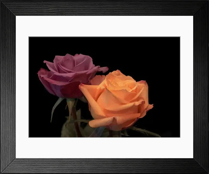 Framed Print : Colorful fine art still life bright floral macro of a pair of isolated orange purple rose blossoms Framed Print : Colorful fine art still life bright floral macro of a pair of isolated orange purple rose blossoms