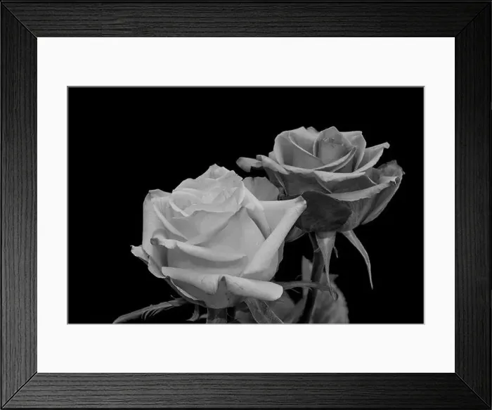 Framed Print : Monochrome black and white fine art still life bright floral macro of a pair of isolated rose blossoms Framed Print : Monochrome black and white fine art still life bright floral macro of a pair of isolated rose blossoms