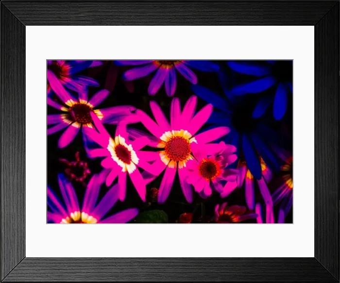 Framed Print : Floral outdoor color image of a flowering pink blue violet Senecio in intense vivid glowing colors on a sunny day in Framed Print : Floral outdoor color image of a flowering pink blue violet Senecio in intense vivid glowing colors on a sunny day in