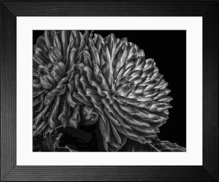 Framed Print : Monochrome fine art macro fantastic realism portrait of an isolated single flowering dahlia blossom on black background Framed Print : Monochrome fine art macro fantastic realism portrait of an isolated single flowering dahlia blossom on black background