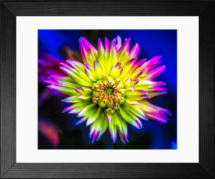 Framed Print : Vivid colored detailed macro flower portrait of an isolated single star-like flowering dahlia blossom in yellow