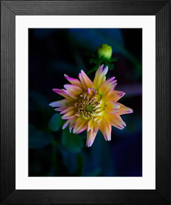 Framed Print : Detailed floral still life fine art macro portrait of a single isolated orange pink dahlia on black background with Framed Print : Detailed floral still life fine art macro portrait of a single isolated orange pink dahlia on black background with
