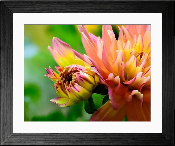 Framed Print : Fine art floral surrealistic pop art color outdoor macro portrait of a single isolated young yellow red pink flowering Framed Print : Fine art floral surrealistic pop art color outdoor macro portrait of a single isolated young yellow red pink flowering