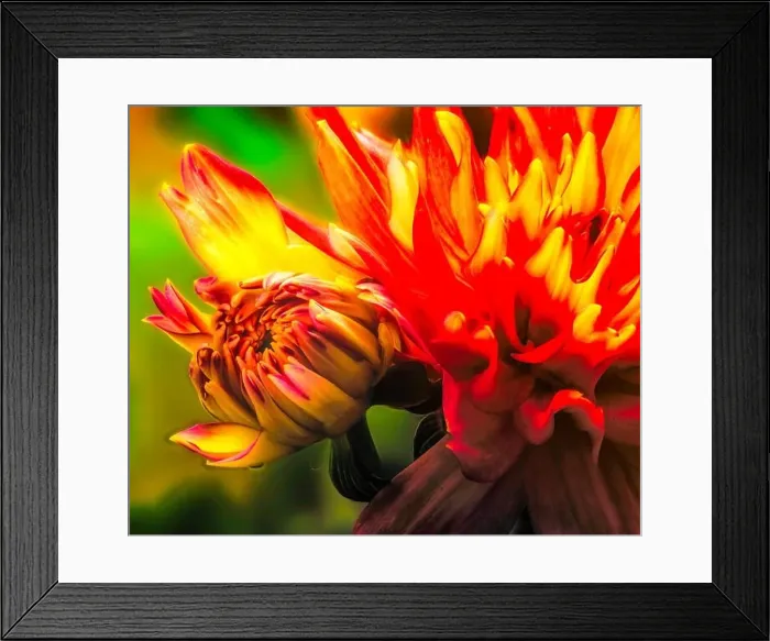 Framed Print : Fine art floral vibrant colored outdoor macro portrait of a single isolated glowing young yellow red flowering dahlia Framed Print : Fine art floral vibrant colored outdoor macro portrait of a single isolated glowing young yellow red flowering dahlia