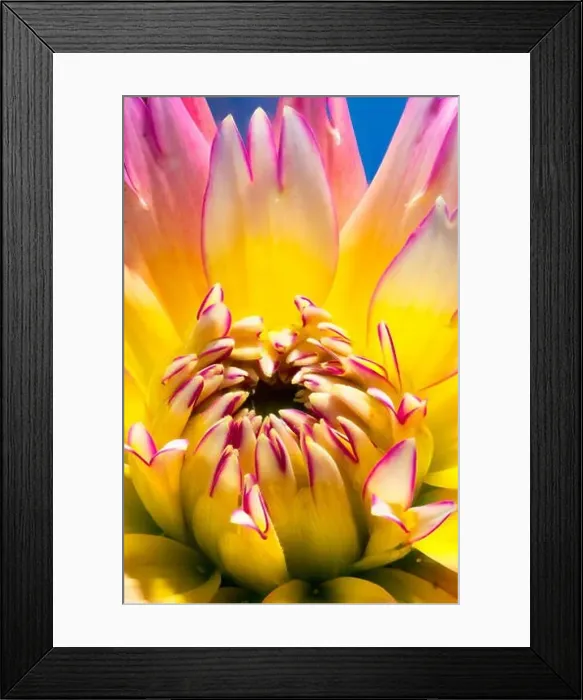Framed Print : Floral fine art still life bright vivid colorful fantasy macro portrait of a single isolated flowering dahlia blossom Framed Print : Floral fine art still life bright vivid colorful fantasy macro portrait of a single isolated flowering dahlia blossom