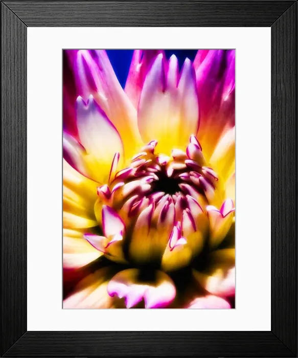 Framed Print : Colorful macro of a single isolated dahlia blossom in pop art painting style on blue background Framed Print : Colorful macro of a single isolated dahlia blossom in pop art painting style on blue background