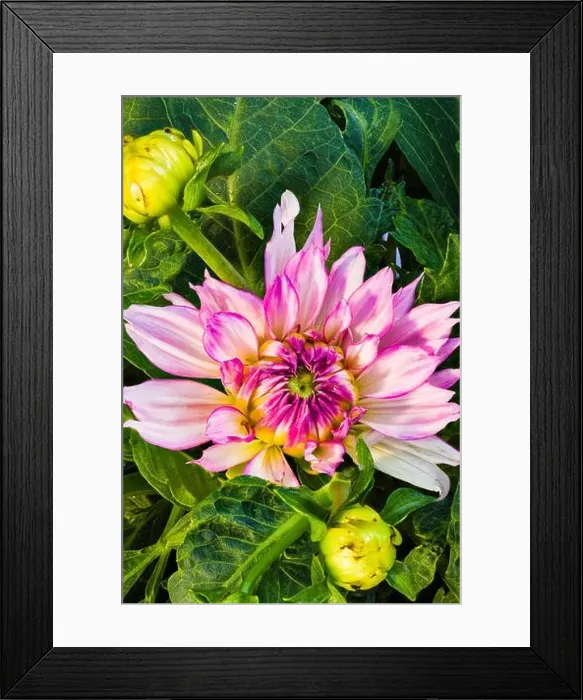 Framed Print : Outdoor natural color portrait of a blooming pink dahlia blossom in sunlight on green background with buds Framed Print : Outdoor natural color portrait of a blooming pink dahlia blossom in sunlight on green background with buds