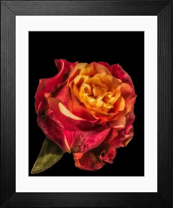 Framed Print : Fine art detail flower macro of an isolated single yellow red rose with a leaf on black background Framed Print : Fine art detail flower macro of an isolated single yellow red rose with a leaf on black background