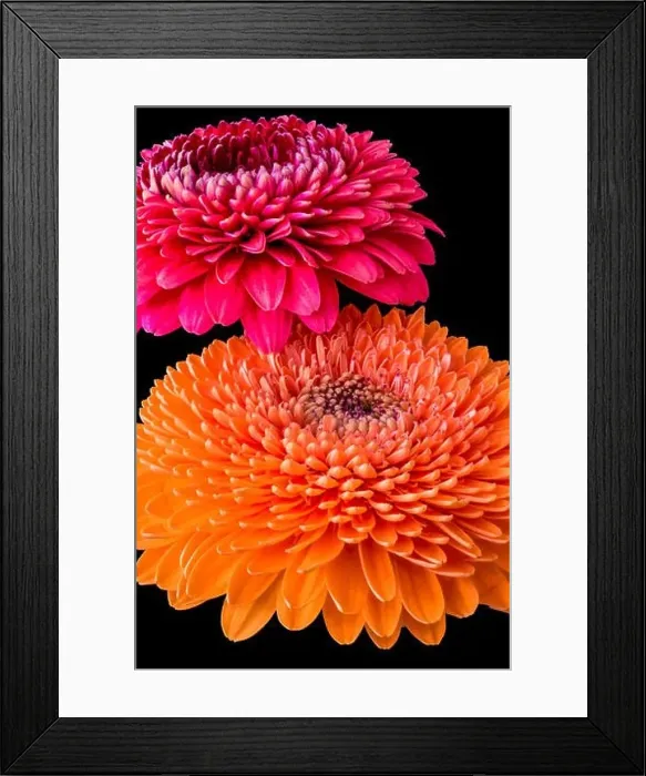 Framed Print : Duet - a fine art still life color flower macro of an isolated orange Framed Print : Duet - a fine art still life color flower macro of an isolated orange