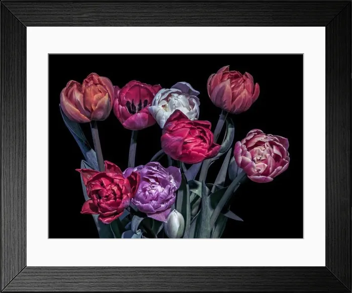 Framed Print : Fine art floral still life dark colorful macro of a tulip blossom bouquet Framed Print : Fine art floral still life dark colorful macro of a tulip blossom bouquet