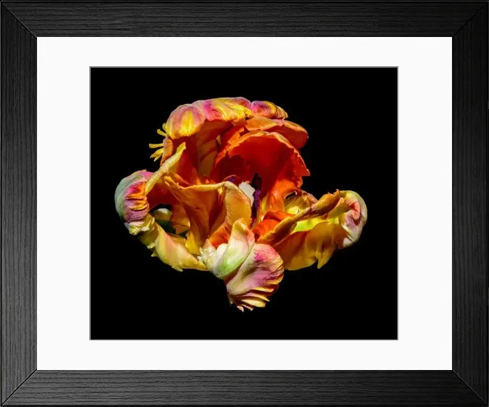Framed Print : Fine art bright colorful macro flower portrait of a single isolated colorful blooming open parrot tulip with violet Framed Print : Fine art bright colorful macro flower portrait of a single isolated colorful blooming open parrot tulip with violet