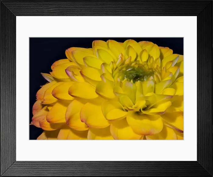 Framed Print : Fine art still life floral outdoor color flower macro portrait of a single isolated open blooming yellow red green Framed Print : Fine art still life floral outdoor color flower macro portrait of a single isolated open blooming yellow red green