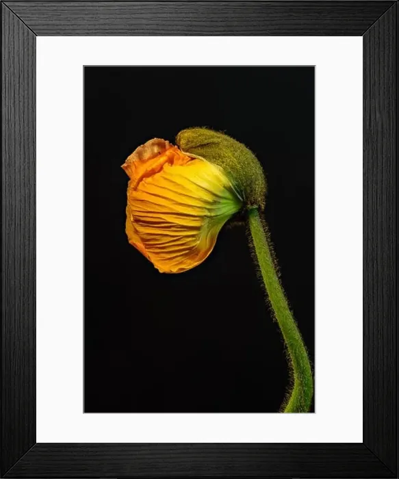 Framed Print : Floral fine art still life detailed color macro flower portrait of a single isolated young orange yellow satin / silk Framed Print : Floral fine art still life detailed color macro flower portrait of a single isolated young orange yellow satin / silk