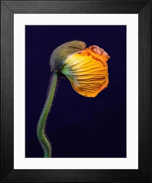 Framed Print : Floral fine art still life detailed color macro flower portrait of a young orange yellow satin / silk poppy blossom Framed Print : Floral fine art still life detailed color macro flower portrait of a young orange yellow satin / silk poppy blossom